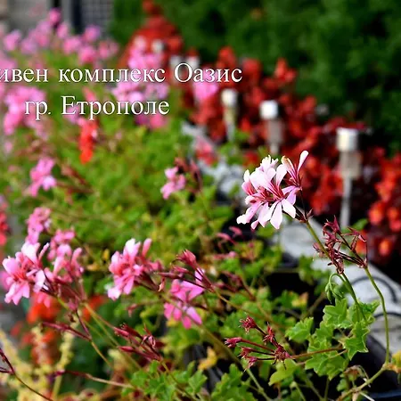 Къща за гости Complex Oazis Етрополе